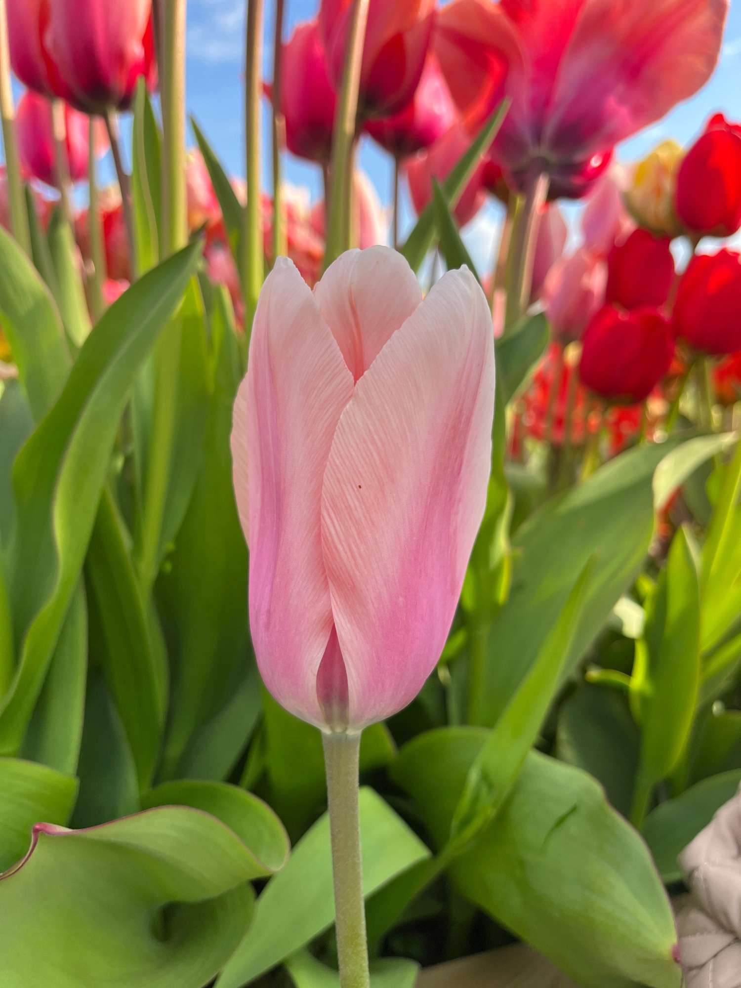 Tulipe 'Apricot Beauty'